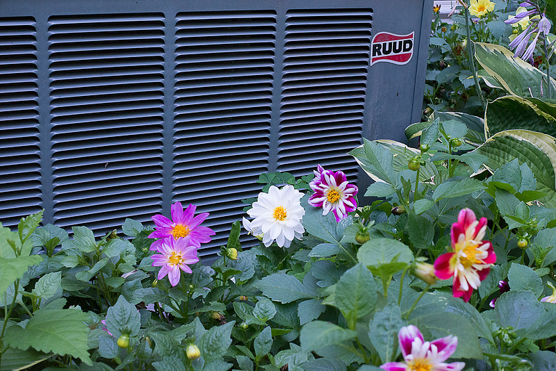 Summer Flowers