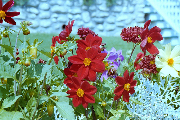 Zinnias on Mackinac Island