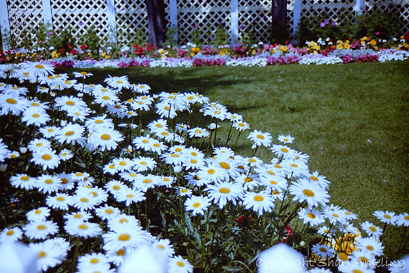 Daisies on Mackinac Island
