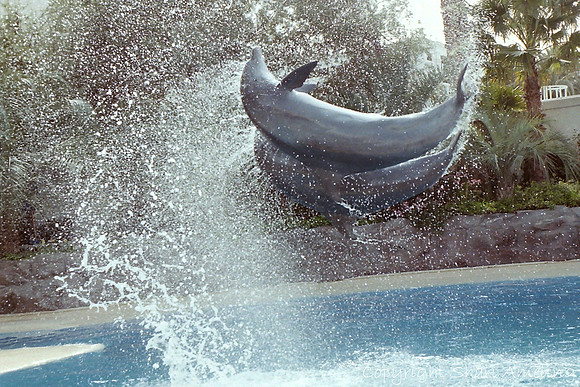 Dolphins at Mirage, Las Vegas, NV