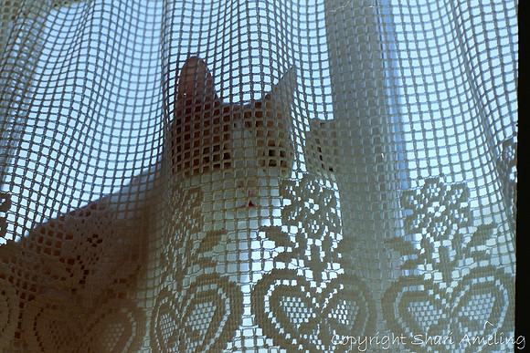 Cat Behind the Window Curtain