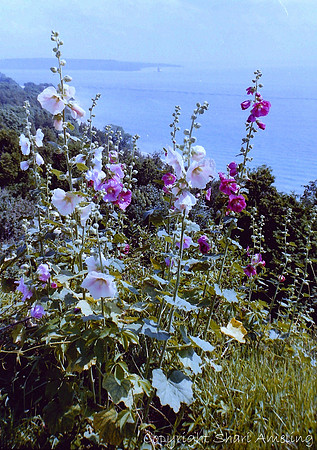 Flowers on Mackinac Island Hillside