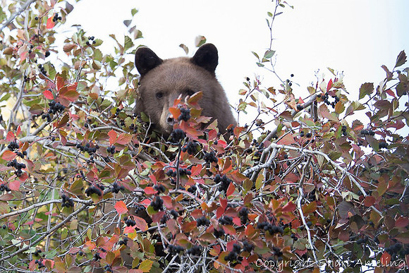 Bear
